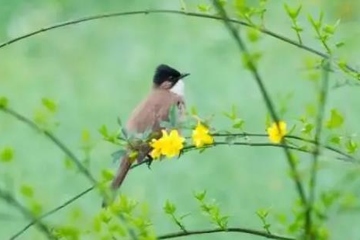 上巳节的风俗是什么