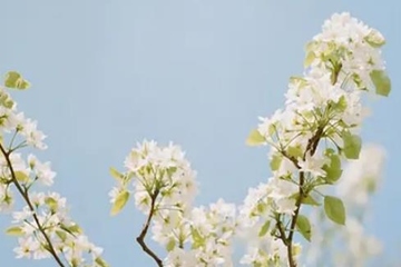 寒食节和清明节的区别