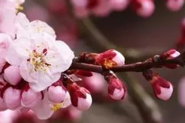 寒食节和清明节的区别