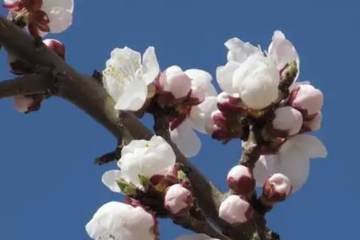 清明节要核酸检测吗