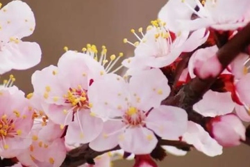 清明节过生日好吗