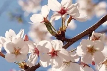 今年清明节可以去墓地扫墓吗