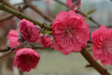 今年清明节可以去墓地扫墓吗