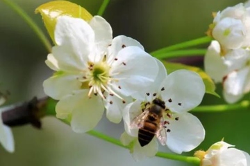 关于清明节气的古诗