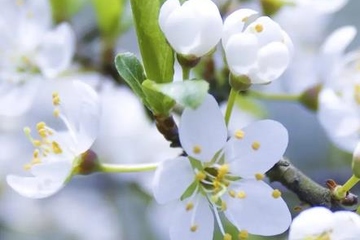 清明节可以迁坟动土吗