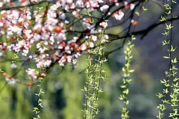 清明节可以出去旅游吗