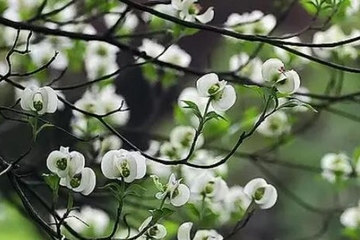 上巳节是什么日子