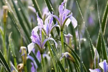 上巳节是什么日子