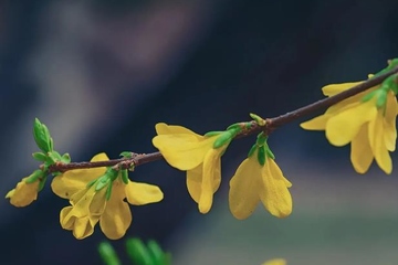 清明节扫墓可以提前几天