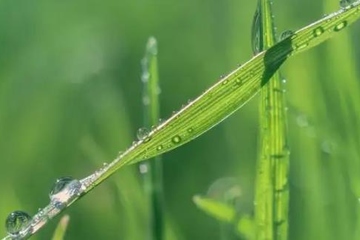 清明扫墓有什么讲究吗