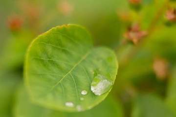 清明扫墓的禁忌和注意事项