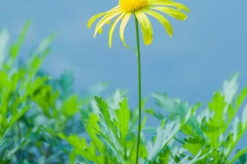 清明节祭祀注意事项，清明节祭祀需要注意什么