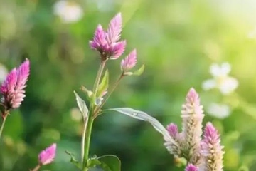 清明节祭祀注意事项，清明节祭祀需要注意什么