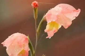 清明节祭祀注意事项，清明节祭祀需要注意什么