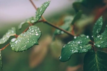 扫墓用什么花