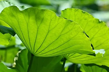 端午节五彩绳什么时候摘下来