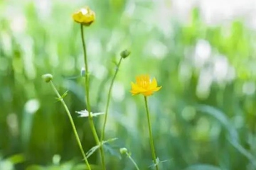 关于端午节的谚语有哪些