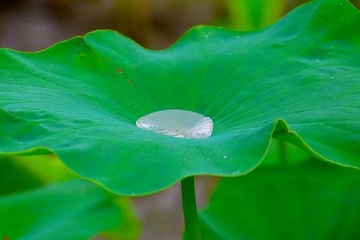 端午节是为了纪念谁的节日