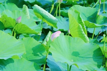 端午节为什么吃大蒜和鸡蛋