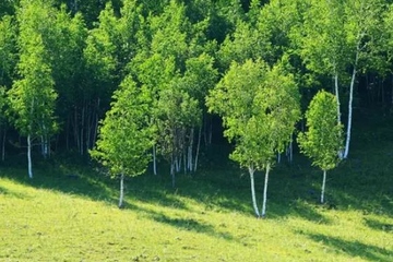 端午节的端字是什么意思