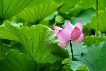 端午节吃什么传统美食