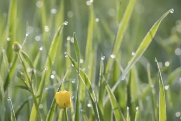 中国父亲节是8月8日吗