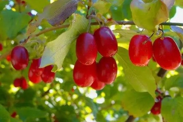 重阳节是农历几月几日,重阳节是哪一天