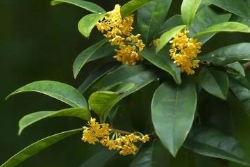 中秋节为什么要赏桂花,中秋节赏桂花的来历