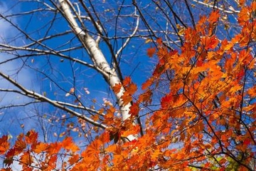 为什么要过重阳节,重阳节的意义和由来