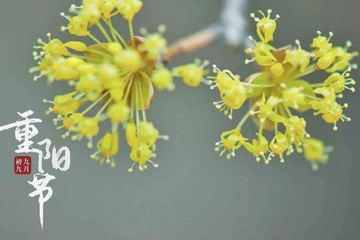 重阳节祝福语简短,九月九日重阳节的祝福语