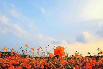 感恩节是哪个国家的节日