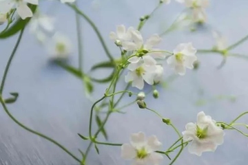 感恩节的小故事,感恩节的故事有哪些