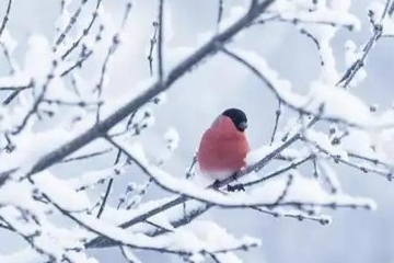 冬至白天长还是夜晚长