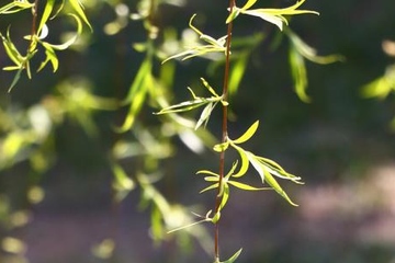 清明节为什么都是4月4号或者5号