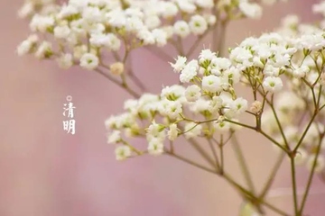 清明节为什么都是4月4号或者5号