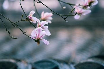 2月初二龙抬头是什么特殊的日子