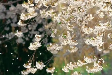 清明节为什么要去踏青