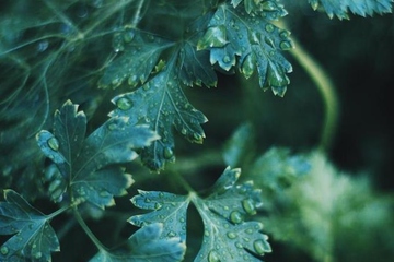 清明节是每年几月几日,每年清明节是几月几号