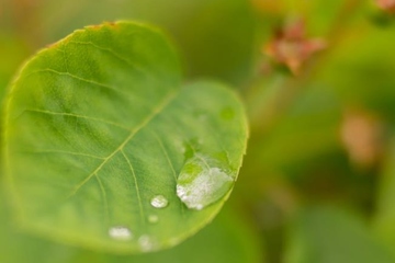 清明节是每年几月几日,每年清明节是几月几号