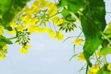 清明节是每年几月几日,每年清明节是几月几号