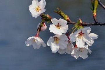 清明节是每年几月几日,每年清明节是几月几号