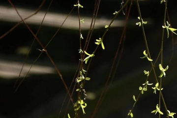 为什么每年的清明节都在4月5号左右