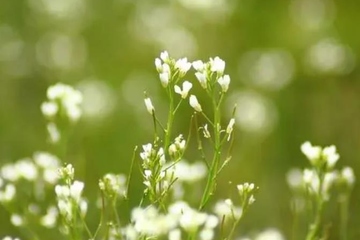 清明节扫墓用什么花合适,清明节扫墓送什么花