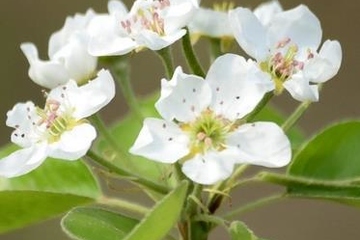 清明节在寒食节前还是后