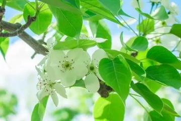 寒食节的来历,寒食节的由来