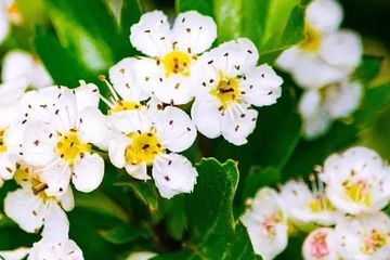 寒食节的来历,寒食节的由来