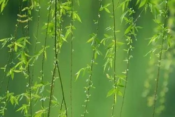 清明节的文化内涵和意义