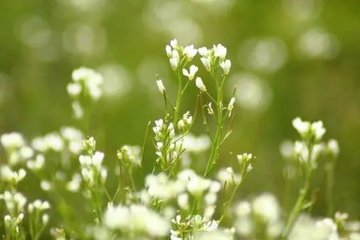 清明节是第几个节气,清明节是一年中的第几个节气