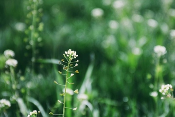 清明节是第几个节气,清明节是一年中的第几个节气