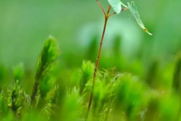 清明节又叫什么节,清明节别称叫什么